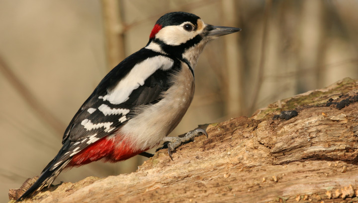 Découverte des oiseaux forestiers
